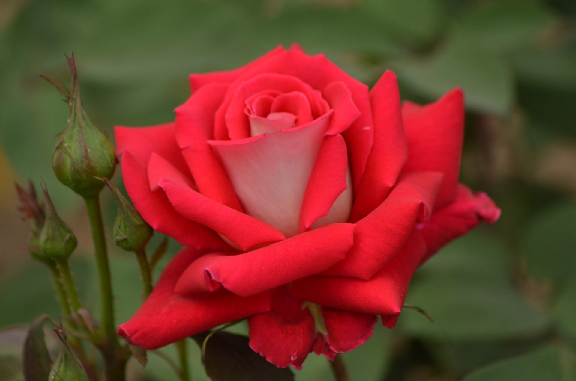 Rose Garden Chandigarh 1 cover